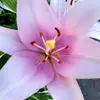 Michelle Mohr - @michellemohr46 - TikTok