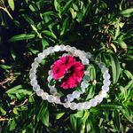 Michele Hanson-Natoli - @nitroandpeanut - Instagram