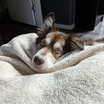 Michele Osborn - @atemu.kitty - Instagram