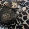 Michelle Ouellette - @michelle.ouellett8 - TikTok