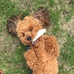 Michele Picard - @charliebrown0903 - Instagram