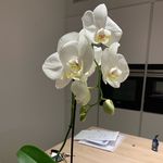 Michele Probst - @michele_probst - Instagram