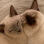Michele Rivard - @tonkbabies - Instagram