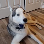 Michelle Robitaille - @huskycalledhusky - Instagram