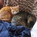 Michelle Rochon - Facebook