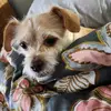 knitterdogmom - @micheleschulz8672 - TikTok