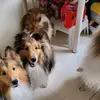 sheltiemom - @micheleshanks - TikTok