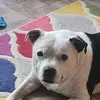 micheletalbot4 - @micheletalbot4 - TikTok
