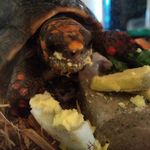 Michelle Tallman - @wyndpr1ncess - Instagram