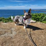Michele Tripp - @corgimom46 - Instagram