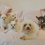 Michele Walker - @fourchihuahuasandabolognese - Instagram
