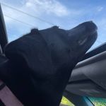 Michele Whitlock Rickman - @smokey_s_human - Instagram