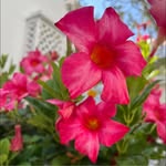 Michele Wicks - @michele.wicks.77 - Instagram