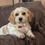 Michele Wright - @cavachonteddywright - Instagram