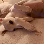 michele yang - @mi_yang_dobby - Instagram