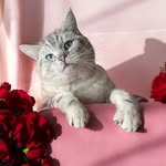 Michelle Ackroyd - @yorkshire_alien_pets - Instagram