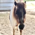 Michelle Akers Horse Rescue - @mahorserescue - Instagram