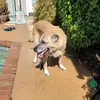 Moosh/Little one - @michellealberti68 - TikTok