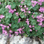 Michelle Alsup - @malsup7228 - Instagram