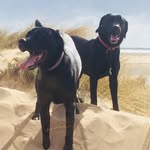 Michelle. Ancell - @bango.andhectorgoexploring - Instagram