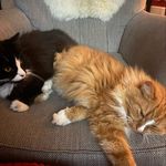 michelle ancell - @georgeandmauriceofgosforth - Instagram
