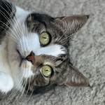 michelle anders - @petcitysitters - Instagram