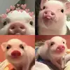 michellebalon - @michellebalon7 - TikTok