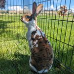 Michelle Barta - @barta_acres - Instagram