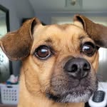 Michelle Bartunek - @bennyzmama - Instagram