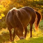 Michelle Bayer - @girlxhorses - Instagram