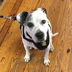 Michelle Bayer - @ultimatecynic - Instagram