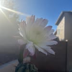 Michelle Beau - @peaceful_steps_studio - Instagram