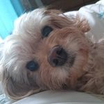 Michelle Beckwith - @cavoodlepopadoo - Instagram
