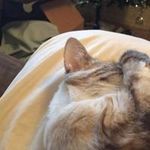 Michelle Bergquist - @michellesrebornnursery - Instagram