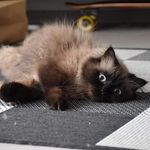 Michaela Michelle - @michaela_michelle_birmancat - Instagram