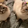 michelle_Cloudcats - @michelle_birmans - TikTok