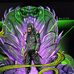 Michelle Bohner - Facebook