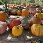 Michelle Boice - @pumpkinsonyourporch - Instagram
