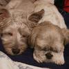 michelle&Bolt - @boltsmummy0601 - TikTok