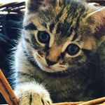 Michelle Bottarini - @lilostitchkittens - Instagram