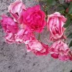 Michelle Boule - Facebook