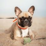 Мішель - @michelle_bouledogue - Instagram