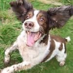 Michelle Bowater - @happypetsnortheastlimited - Instagram
