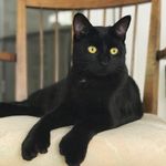 Michelle Bowser - @salemhasthumbs - Instagram