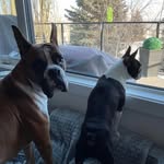 Michelle Peters - @michelleboxerlady12 - Instagram