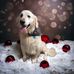 Michele Brasher-Kienzynski - Facebook