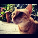 Michelle Buckman - @buzzangena - Instagram