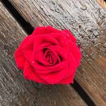 Michelle Byerly - @theapothecaryrose - Instagram