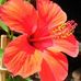 Michelle Cadet - Facebook