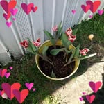 Michelle Canon - @michellecanon657 - Instagram